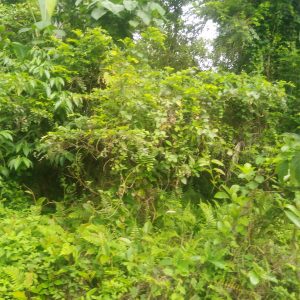 Land for Sale in Kuang