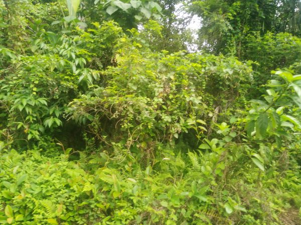 Land for Sale in Kuang